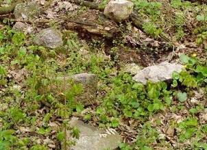 Naturalne ruiny zamku - Vráble