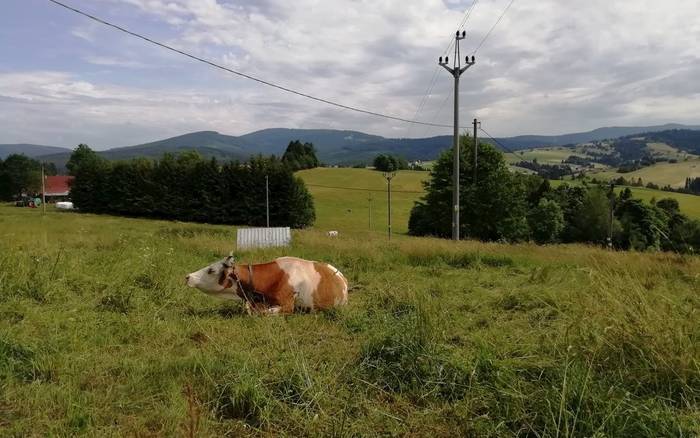 zvieratka miestneho farmara sa pasu niekedy aj vedla chaty