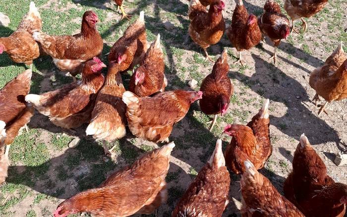 Farma