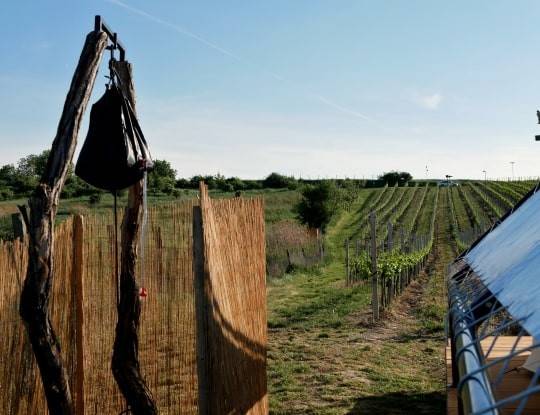 Glamping na kopečku u vinohradu
