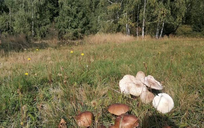 Пряникова хатинка в Подполянні з розкішним велнесом