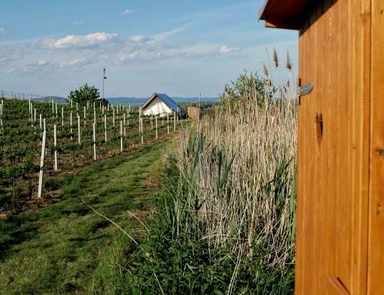 Glamping na kopečku u vinohradu