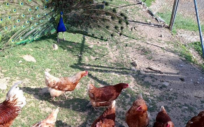 Farma