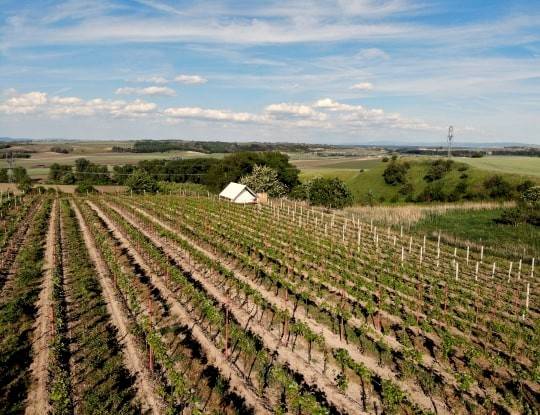 Glamping na kopečku u vinohradu