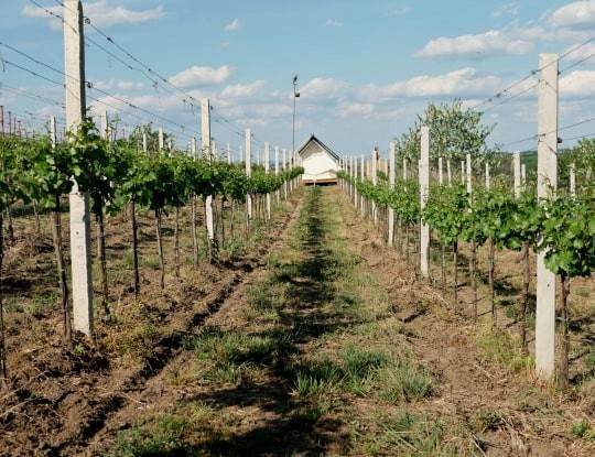 Glamping na kopečku u vinohradu