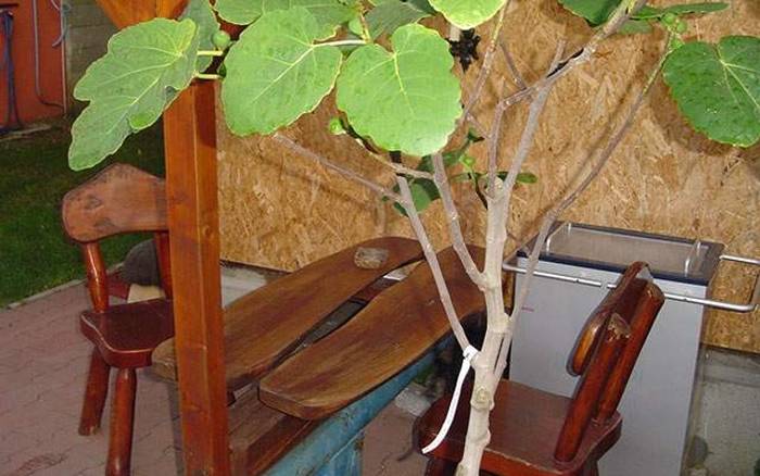 Karavan