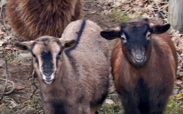 BROWNIE, ROZA A ERNIE