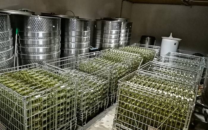Výroba vína