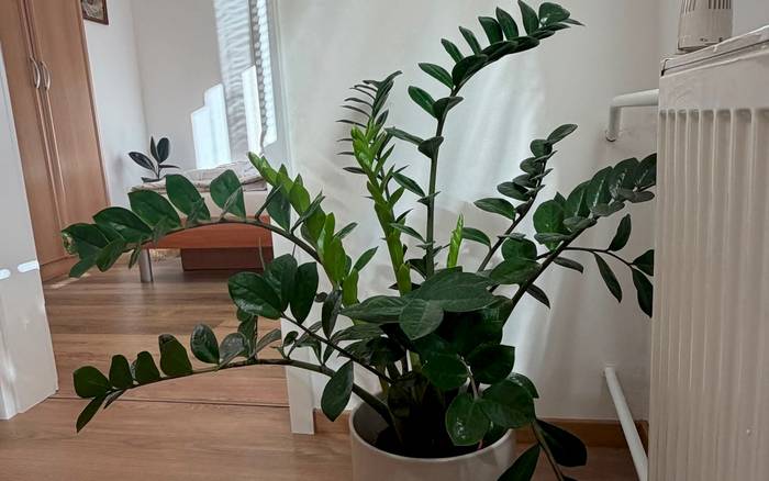 Apartament Sowa Rigpa