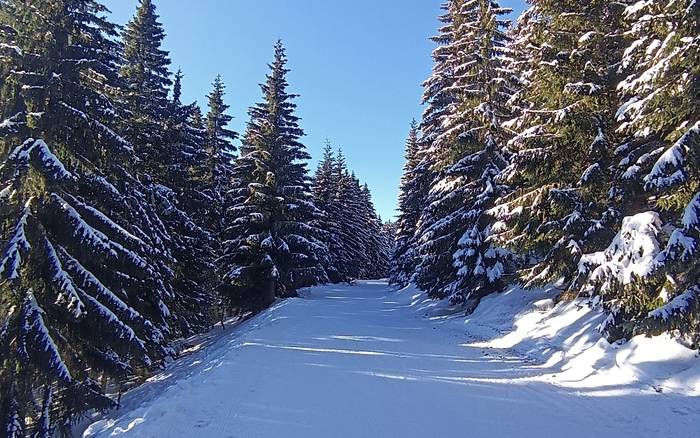 Pri chate zjazd cez les