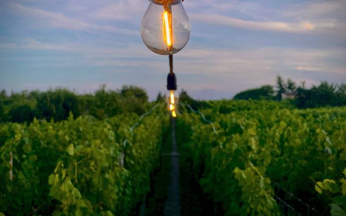 Presvietený vinohrad