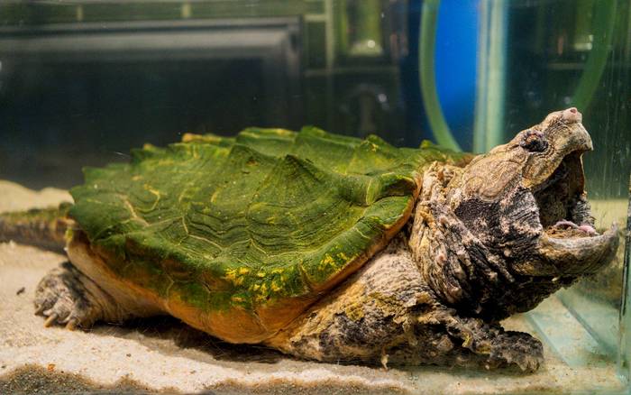 zoo