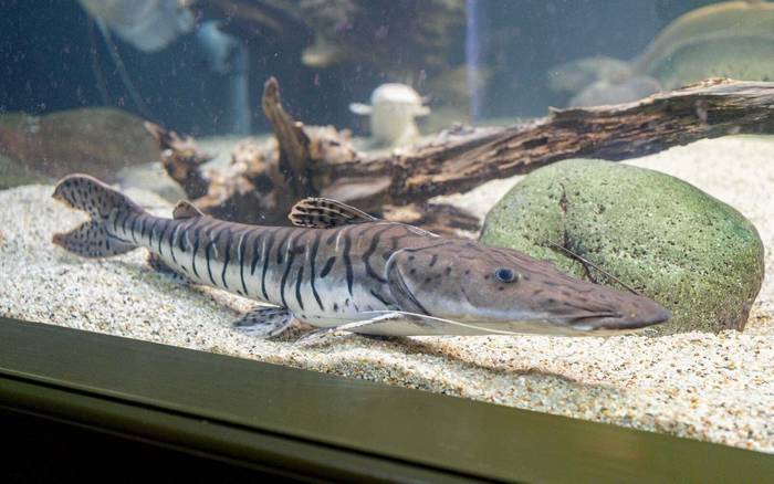 A1 Apartmán s vířivou vanou a akváriem