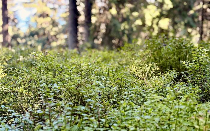 Cucoriedky pri chate