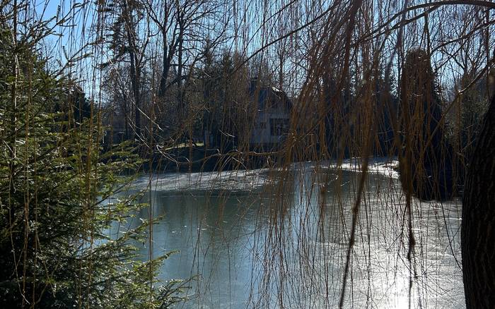 vrba nad vodou