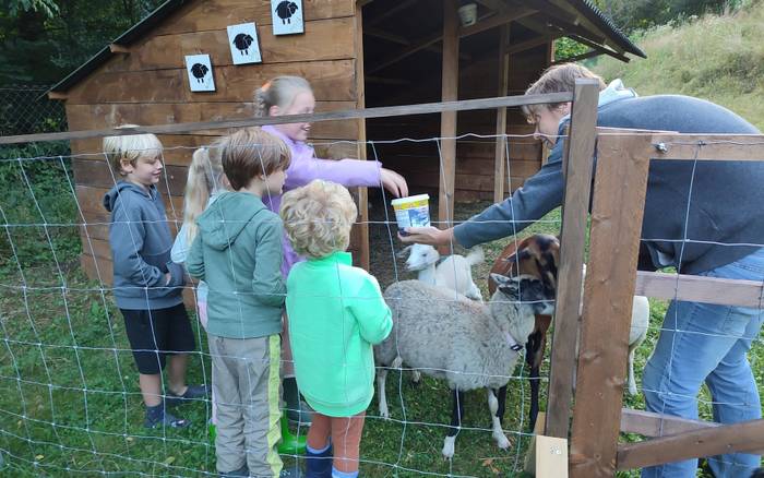 Feeding the goats and sheeps