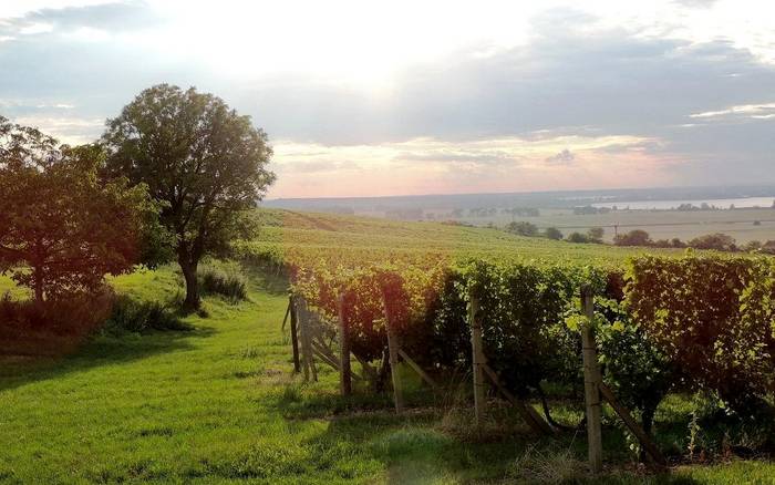 Vinice