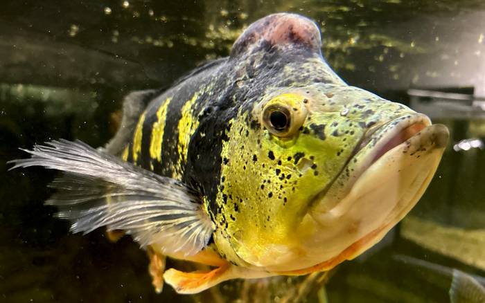 cichla