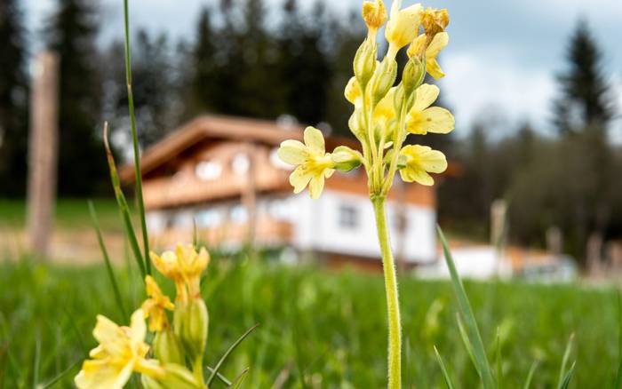 Chalet BUČINA