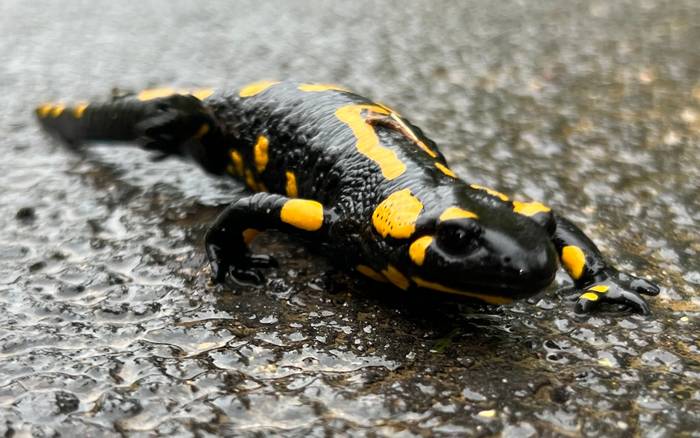 Salamandra