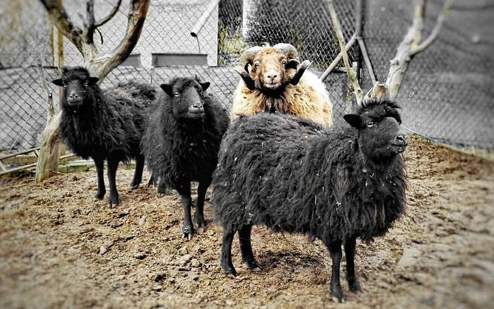 Ouessantské ovečky