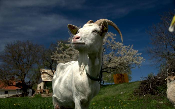 Farma