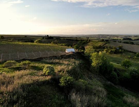 Glamping na kopečku u vinohradu