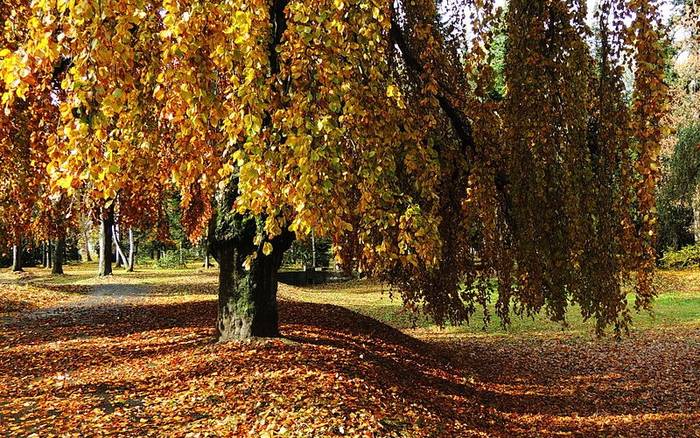 TOP 10 botanických záhrad, arborét a parkov