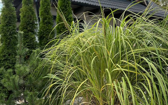 Tri chalúpky na Mýte