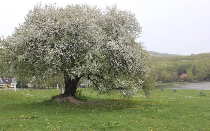 strom lásky a vzájomného porozumenia
