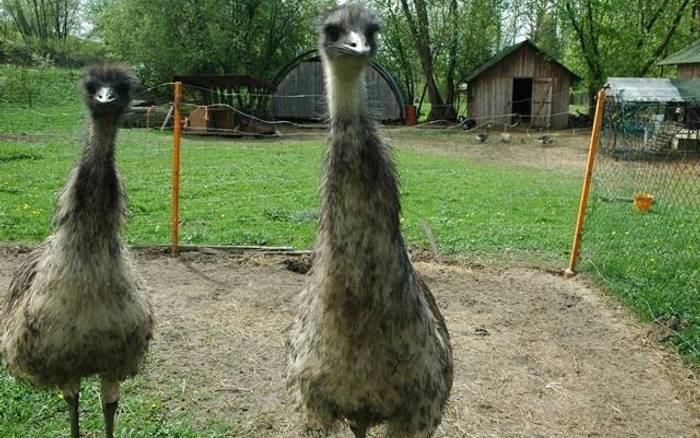 Párik emu