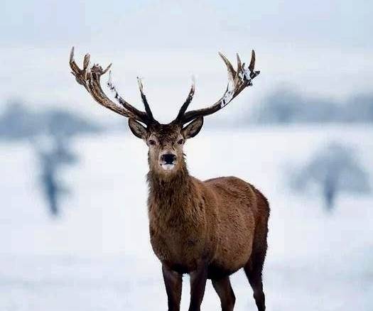 Jelenia obora