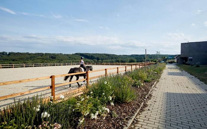 Koně