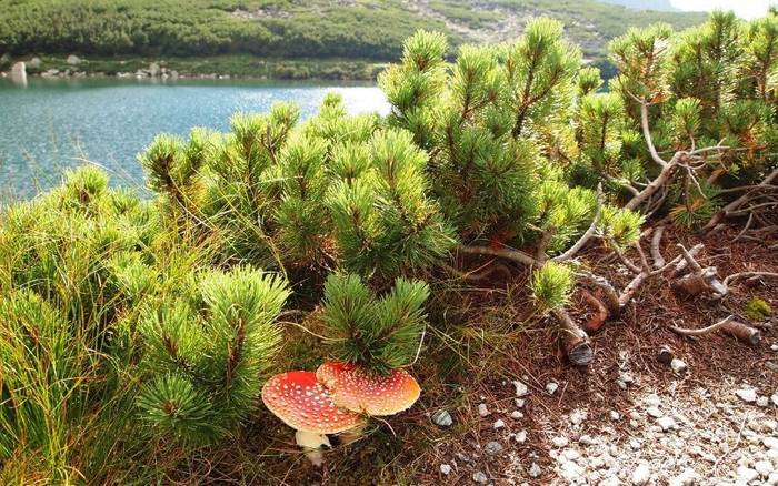 Velické pleso a výstup na Východnú Vysokú