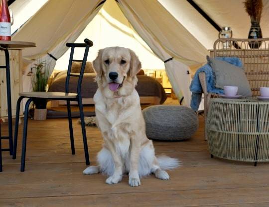 Glamping na kopečku u vinohradu