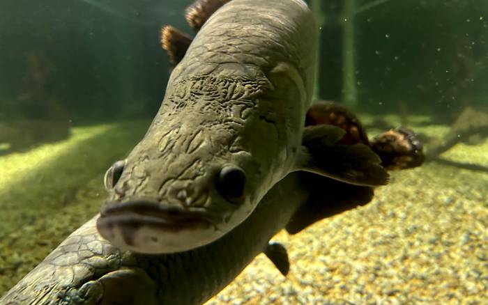 arapaima