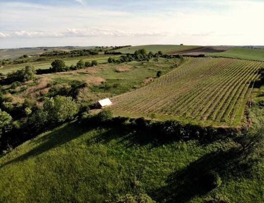 Glamping na kopečku u vinohradu