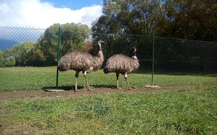Párik emu