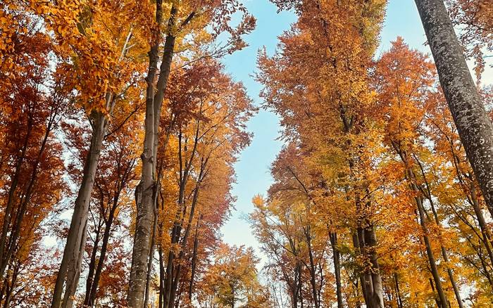 Bukový les v jeseni